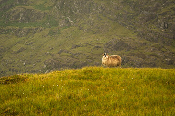 sheep in the mountains