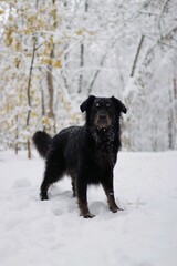 Black dog stands in snowy forest.