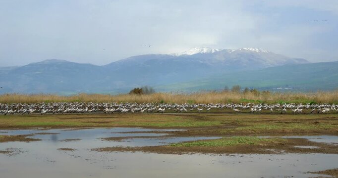 Common Cranes
Beautiful shot of Common Crane in hulla valley  lake 
