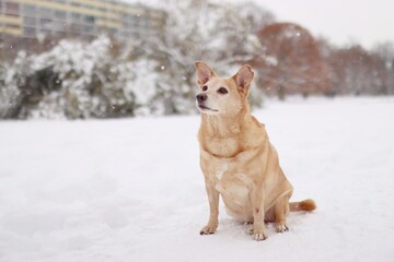 Light adopted dog sits in snowy meadow