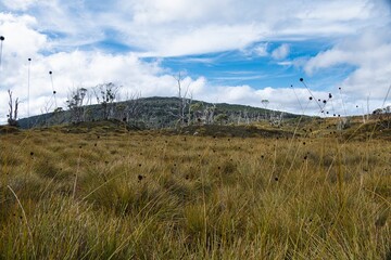 Endless bushland and mountain ranges in Cradle Mountain National Park, Tasmania, Australia. 