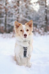 Portrait of small light dog staying in snow