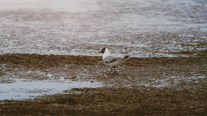 Black headed gull