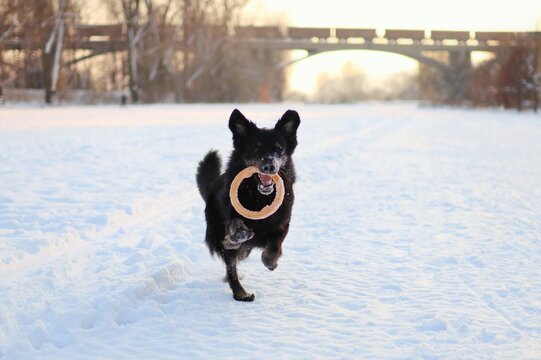 Black dog running across snowy field during sunset.