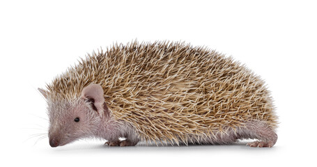 Female adult Lesser Tenrec, standing side ways. Looking beside camera. Isolated on a white background.