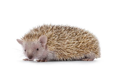 Female adult Lesser Tenrec, standing side ways. Looking straight to camera. Isolated on a white background.