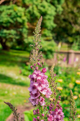 Photo of growing flowers in the garden