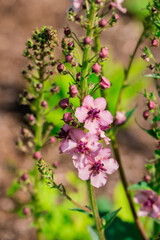 Photo of growing flowers in the garden