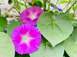 pink morning glory Ipomoea flower in the garden