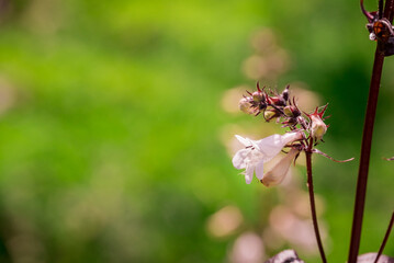 Photo of growing flowers in the garden