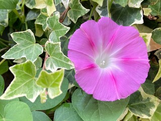 close up of a pink ipomoea morning glory flower