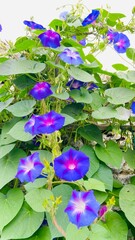 Ipomoea Morning glory flowers