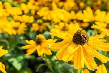 Yellow echinacea flowers closeup. Rudbeckia or Black eyed Susan fllowers.