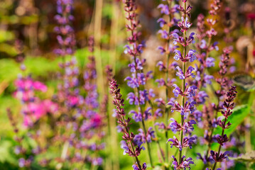Photo of growing flowers in the garden