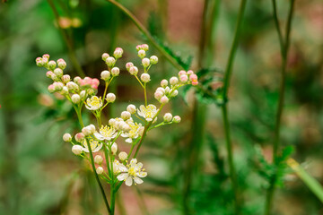 Photo of growing flowers in the garden