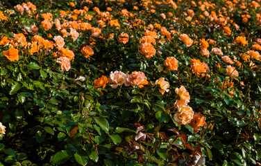 Beautiful peach roses border. Rose garden background.