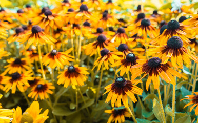 Yellow echinacea flowers closeup. Rudbeckia or Black eyed Susan fllowers.
