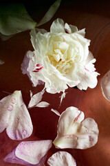 A white bud of a peony flower lying in a bath with rose water and petals, part of a series,...