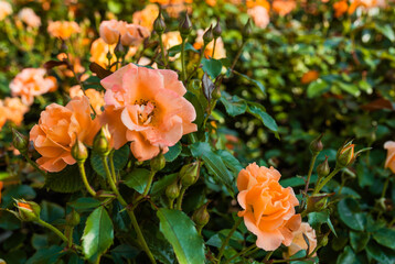Beautiful peach roses border. Rose garden background.