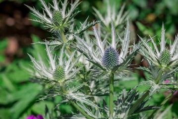 Photo of growing flowers in the garden