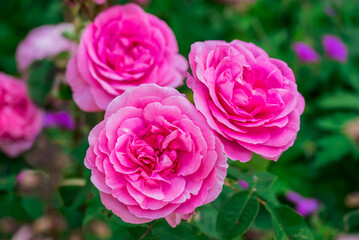Photo of growing flowers in the garden