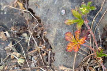 macro autumn plants orange green narrow focus picture with wooden bark background