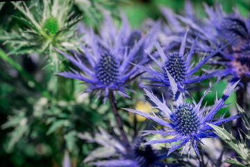 Photo of growing flowers in the garden
