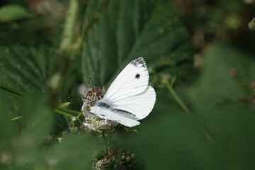 A white butterfly (Pieris)