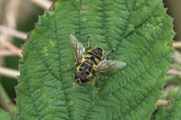 Myathropa florea, also known as the Batman Hoverfly
