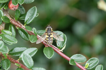 Helophilus pendulus, a species of hoverfly
