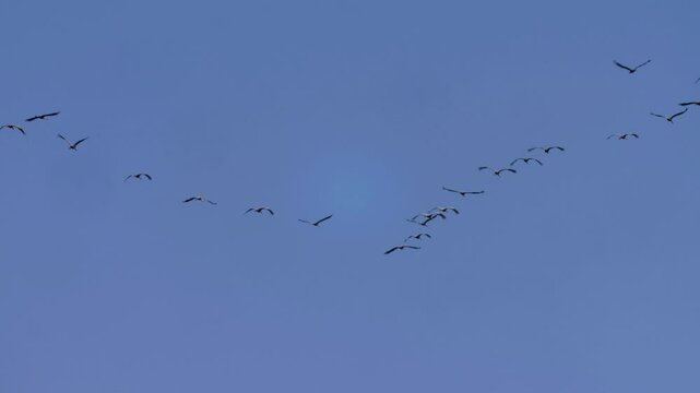 Common Cranes flying overhead
Common Cranes in Agamon flying in v formation, migration, Hula valley, Israel
