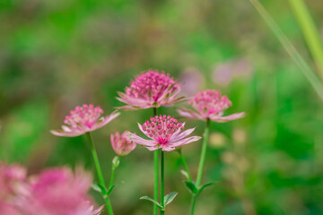 Photo of growing flowers in the garden