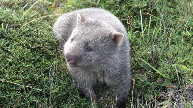 Small, tiny wombat looking to the left side. Amazingly small and cute baby wombat in Cradle Mounatin National Park, Tasmania, Australia. Baby wombat sitting in the grass. 
