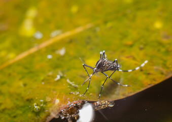 Mosquitoes laying eggs in water