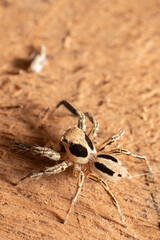 Macro of a spider on the ground