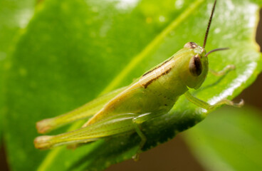 grasshopper on leaf