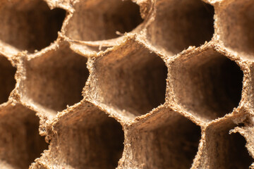 Macro of a wasp nest