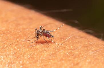 mosquito sucking blood from the skin.