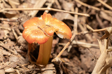 orange mushrooms on the ground