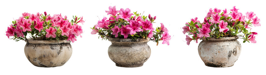 
rhododendron azalea flower plant collection with cement pots isolated on transparent or white background