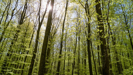 A serene trail winds through verdant linden and beech woods under soft morning light. A refreshing breeze complements the scene. Copenhagen, Denmark.
