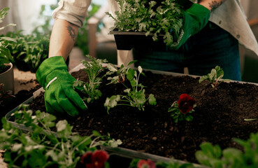 Fototapeta premium Gardening, florist and hands with plant in soil for planting, eco friendly or environmental growth. Person, gardener or small business for green project, sustainability or horticulture store in dirt