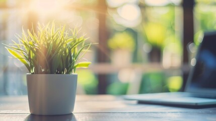 A potted plant sits on a wooden table next to a laptop