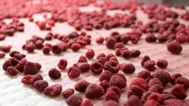 Processing of raspberry on conveyor belt.