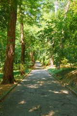 city park in the summer season, nature and old weathered path, beautiful view