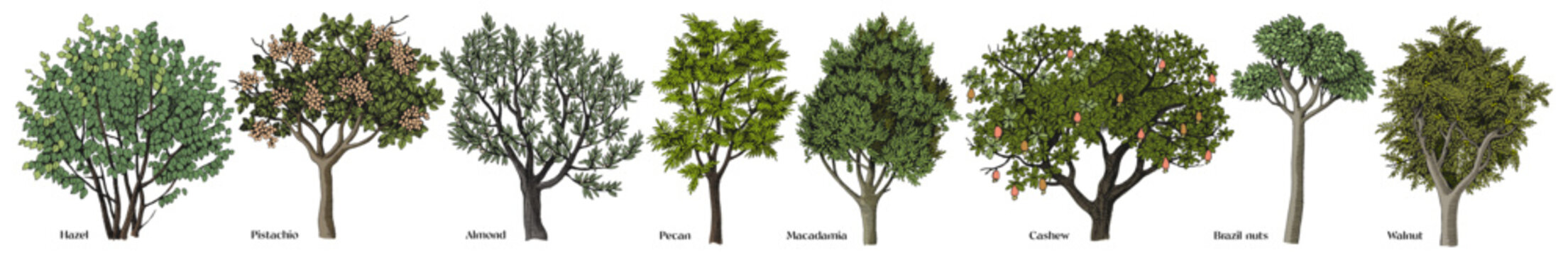 Vector set of hand drawn nut trees