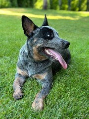 There is a purebred dog in the yard. The dog plays in the yard on the green lawn. Australian Heeler breed