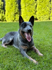Naklejka premium There is a purebred dog in the yard. The dog plays in the yard on the green lawn. Australian Heeler breed