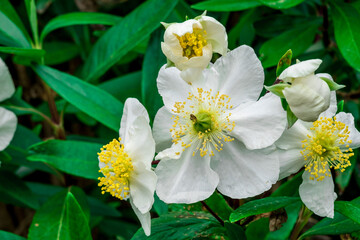 Photo of growing flowers in the garden