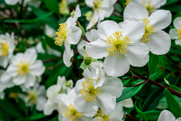Fototapeta premium Photo of growing flowers in the garden